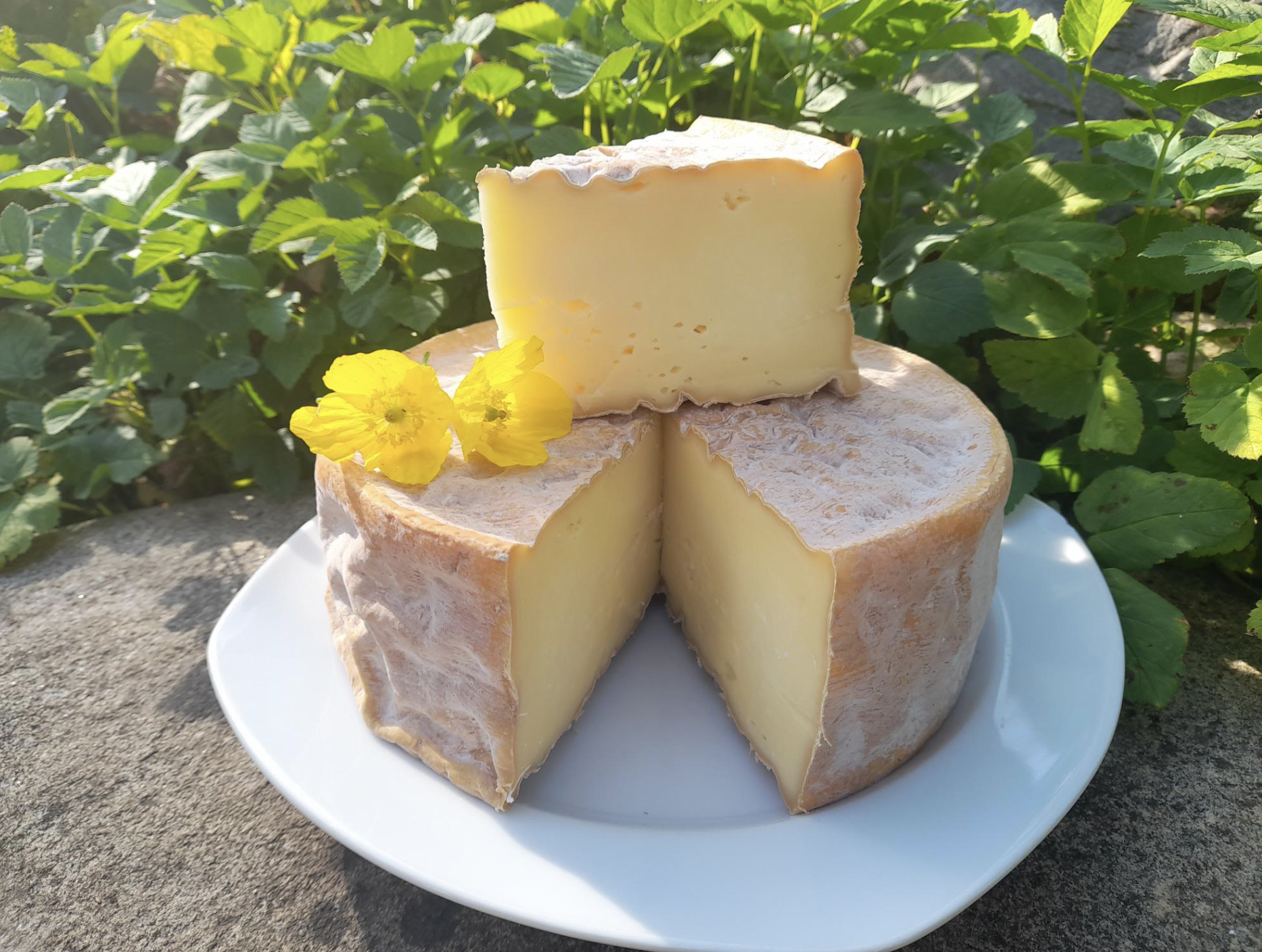 Tomme Danois (f�resk�reost)